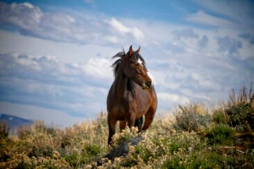 Wild Paint Stallion in Nevada