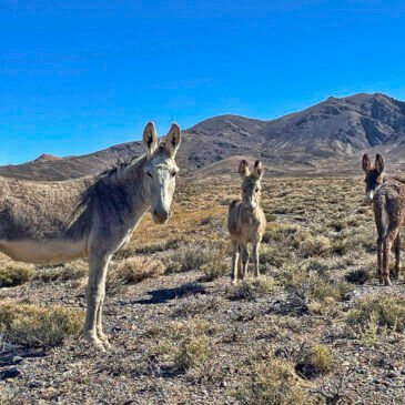 Donkeys in the Candelaria Hills, Nevada